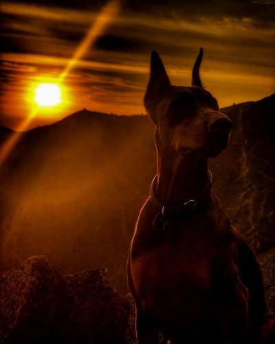 Доберман Гесс