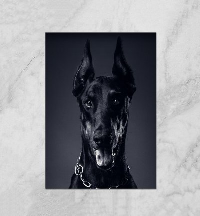 Доберман злой