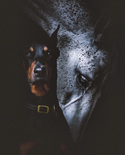 Доберман собака