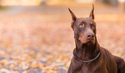 Доберман-пинчер шоколадный