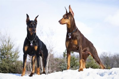 Порода Доберман-пинчер