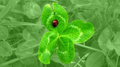 Клевер пятилистник