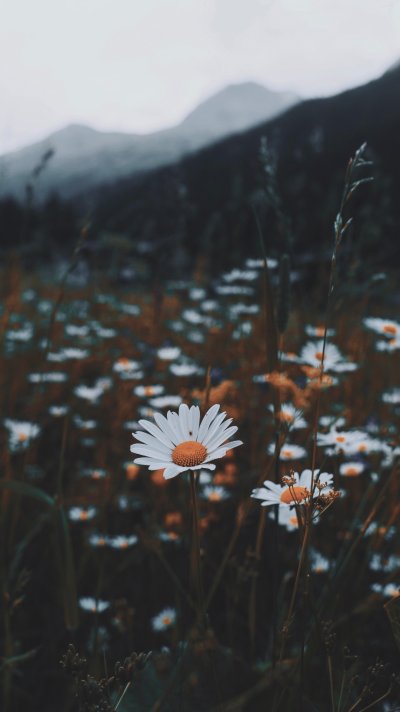 Ромашковое поле Эстетика