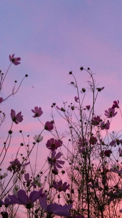 Цветы Эстетика