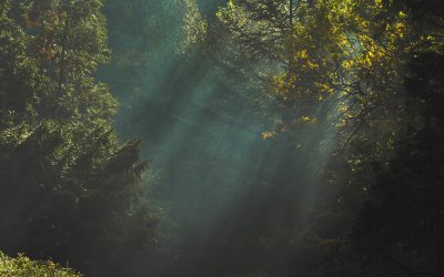 Эстетика природы