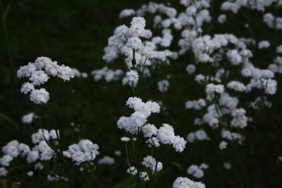 Цветы Эстетика