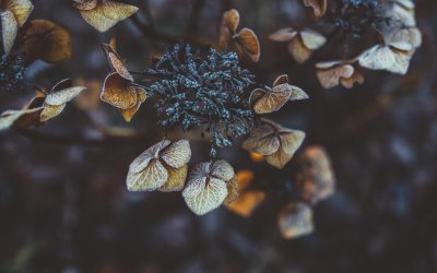 Листья Эстетика