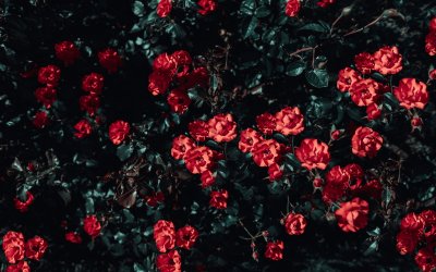 Роза дарк Найт