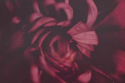 Бордово фиолетовый цвет