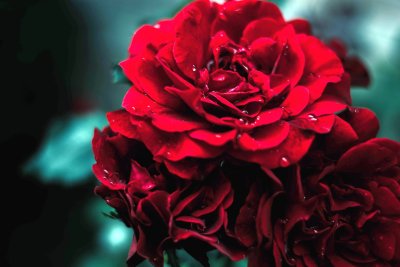 Роза Энкре Нуар