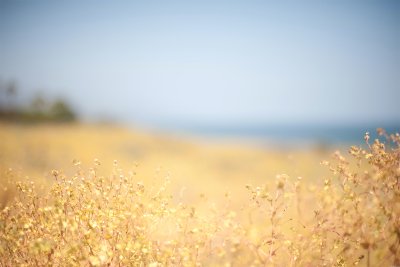 Природа в бежевых тонах