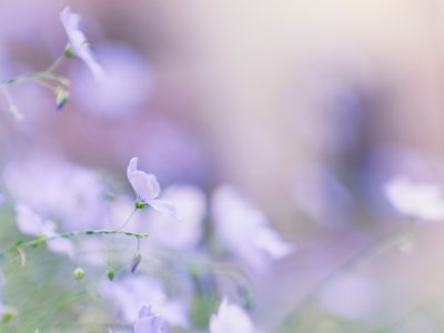 Нежные весенние цветы