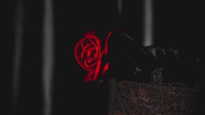 Дарк Роуз Эстетика