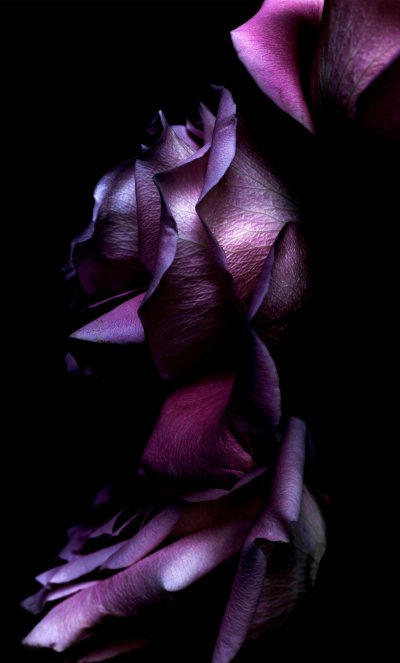 Цветы на темном фоне