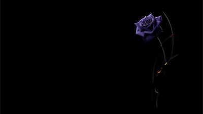 Красивые цветы на черном фоне