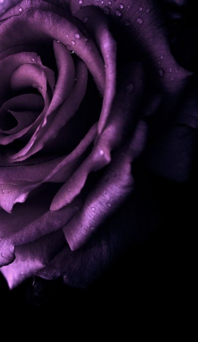 Темно фиолетовые розы