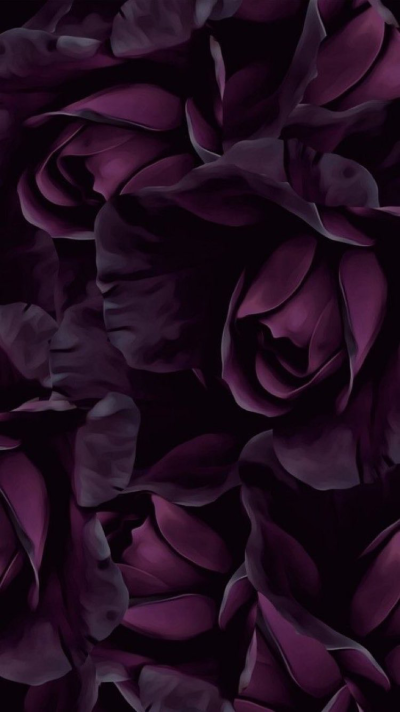 Роза дарк перпл