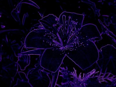 Темно фиолетовые цветы