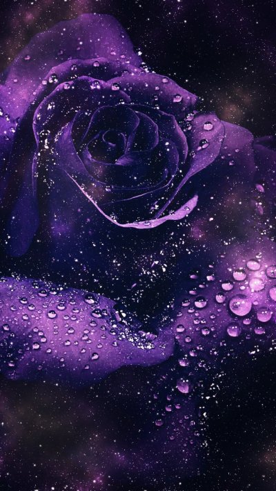 Фиолетовые розы