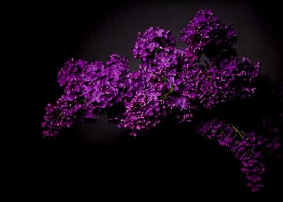 Гелиотроп веточка