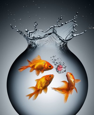 Рыбки для аквариума