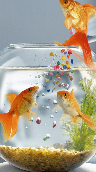Аквариумные рыбки Золотая рыбка
