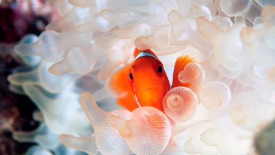 Красивые рыбки