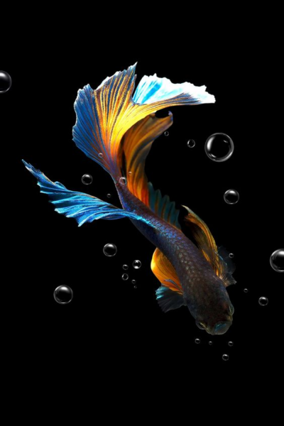 Рыбка на темном фоне