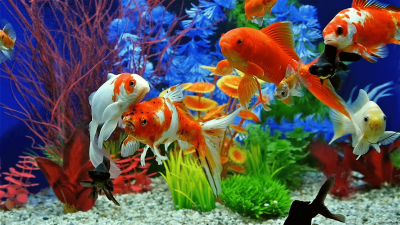 Золотая рыбка шубункин