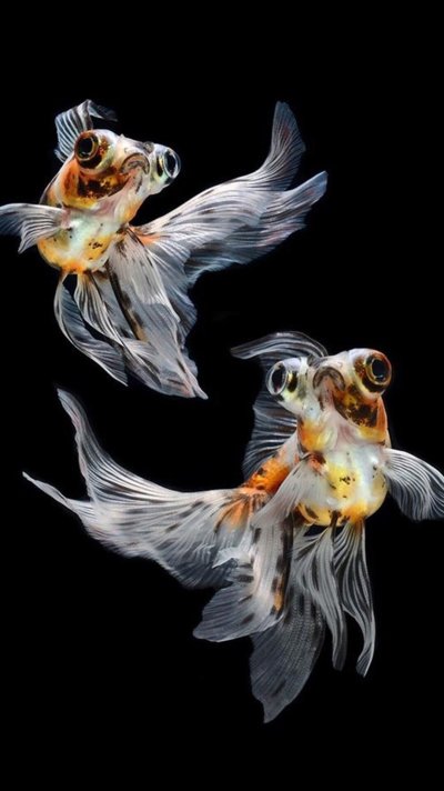 Рыбка петушок вуалехвост