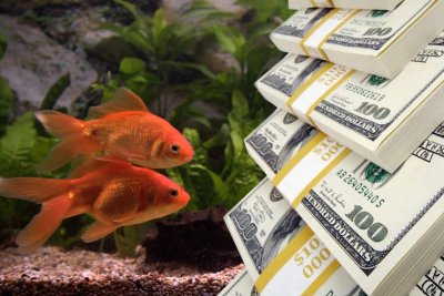 Рыбки для аквариума