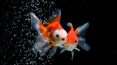 Золотая рыбка ситцевая вуалехвост