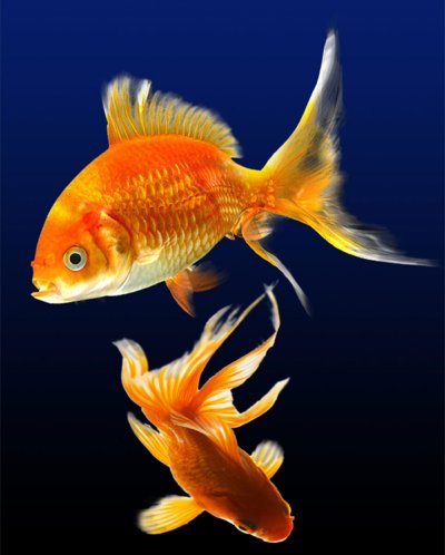 Барбус вуалехвост