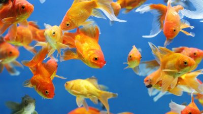 Золотая рыбка аквариумная