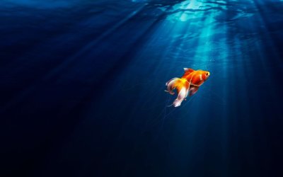 Красивые рыбки на рабочий стол