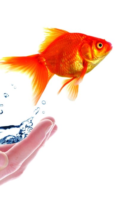 Золотая рыбка с черным хвостом