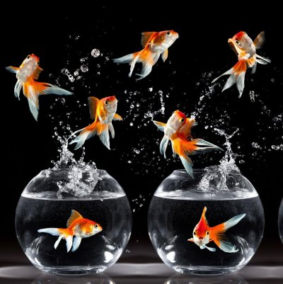 Живые рыбки