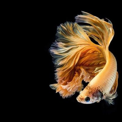 Золотая рыбка на черном фоне