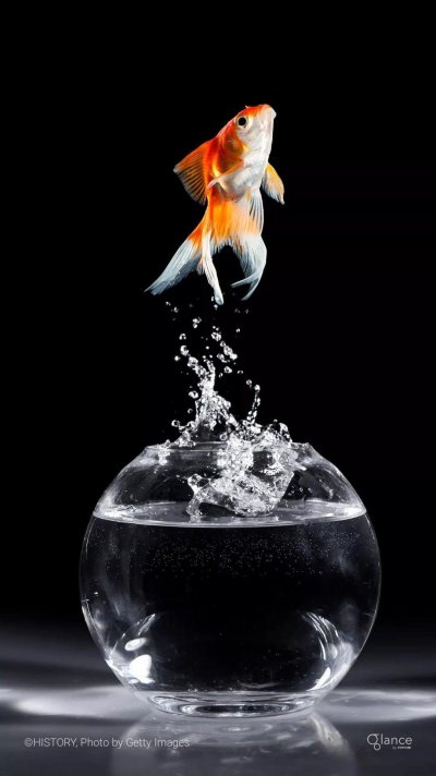 Золотая рыбка выпрыгивает из аквариума
