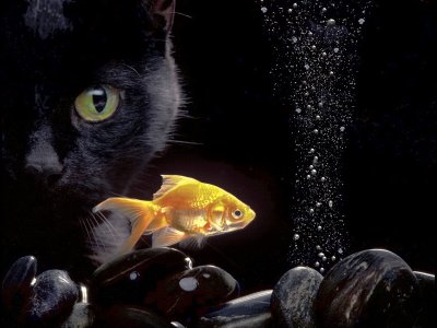 Золотая рыбка на черном фоне