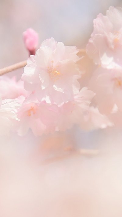 Цветы в пастельных тонах