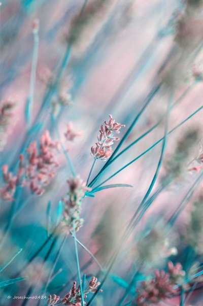 Бирюзовые цветы