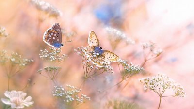 Пейзаж с бабочками