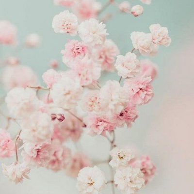 Нежный цветок