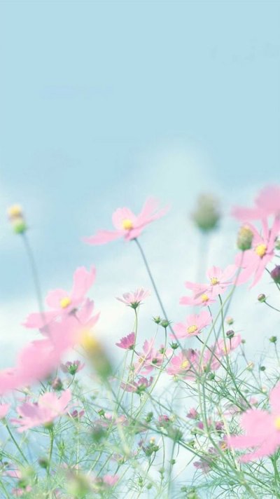 Цветочный фон