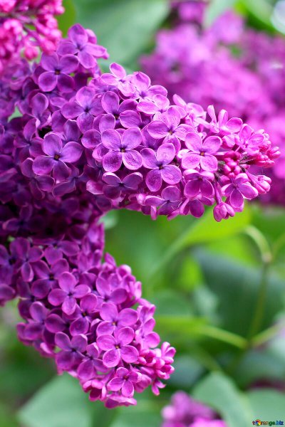 Сирень цветы