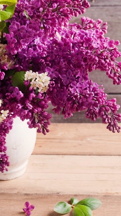 Цветущая сирень