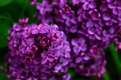 Сирень индиго