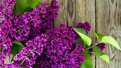 Семилистная сирень