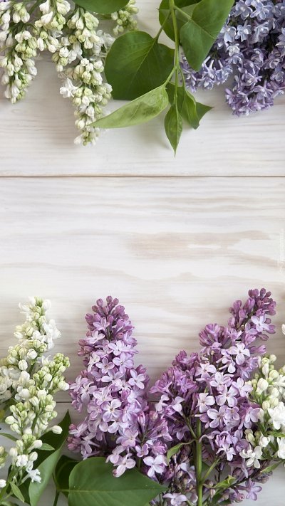 Сирень цветы